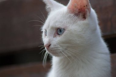 Serseri kedinin güzel yakın plan portresi, evsiz hayvan, sevimli sokak kedisi, güzel mavi gözlü beyaz kedi.