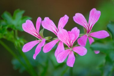 Güzel pembe çiçek Geranium, Pelargonium, Geraniaceae, yeşil yapraklar arka plan, seçici odak, ev bitkileri, kapanış makrosu, bahçe konsepti