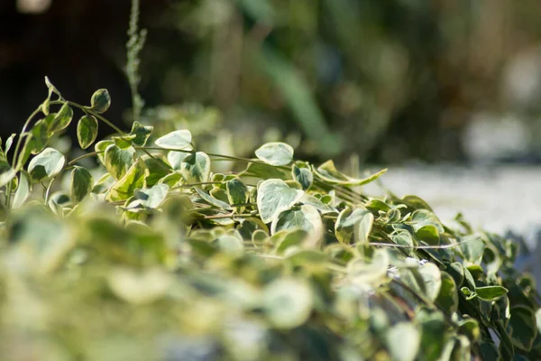 Euonymus Fortunei Emerald Gaiety Zielone Białe Liście Roślin Krzew Wspinaczkowy — Zdjęcie stockowe