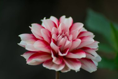 Şeker desenli yıldız çiçekleri, bahçedeki tek Dalia çiçekleri, doğa, güzel kırmızı ve beyaz taç yaprakları.