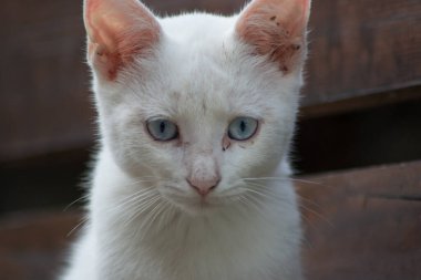 Serseri kedinin güzel yakın plan portresi, evsiz hayvan, sevimli sokak kedisi, güzel mavi gözlü beyaz kedi.