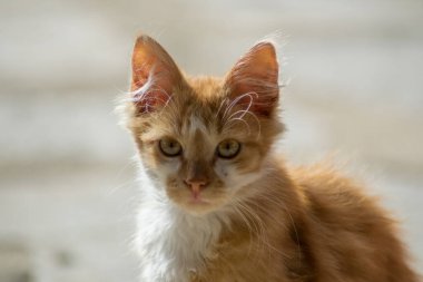 Sokak kedisinin güzel yakın plan portresi, evsiz hayvan, sevimli sokak kedisi, güzel sarı gözlü turuncu çizgili kedi