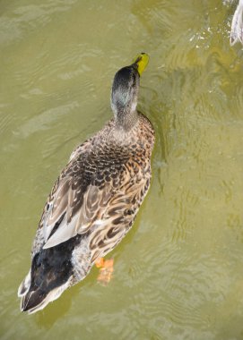 Mallard ördeği (Anas platyrhynchos) bir gölde yüzer, su kuşu, yakın plan, fauna