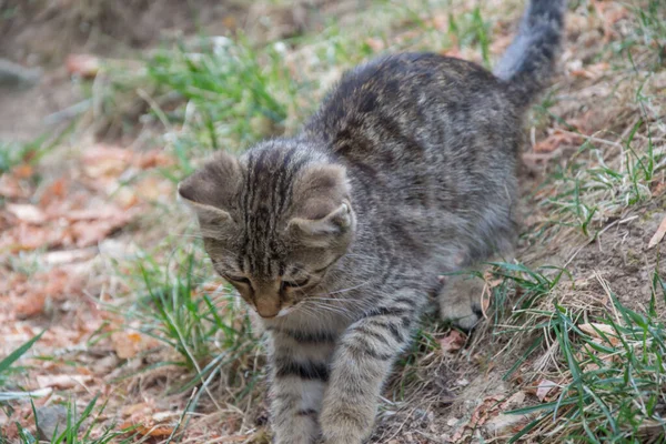 아름답고 장난기가 길잃은 고양이 집없는 귀여운 거리의 고양이 아름다운 줄무늬 — 스톡 사진