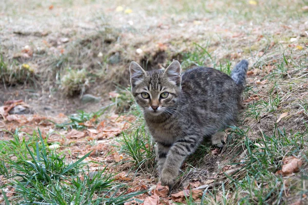 Beautiful Playful Stray Cat Chasing Something Outdoors Homeless Animal Cute — Stock Photo, Image