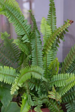 Nephrolepis exaltata ya da Kılıç eğreltiotu, yeşile yakın çekim, yeşil yapraklar, evdeki bitkiler, taze yeşil tropikal yapraklar, yeşil bitki duvar kağıdı, doğal arka plan