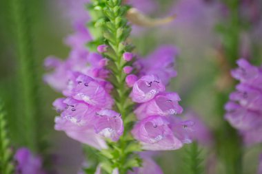 Physostegia virginiana, İtaatkar Bitki, küçük pembe çiçekler, tomurcuklar ve yeşil yapraklar, Muhteşem Dainty veya Sahte Ejder Başı 'nın makrosu, seçici odaklanma, doğal arka plan