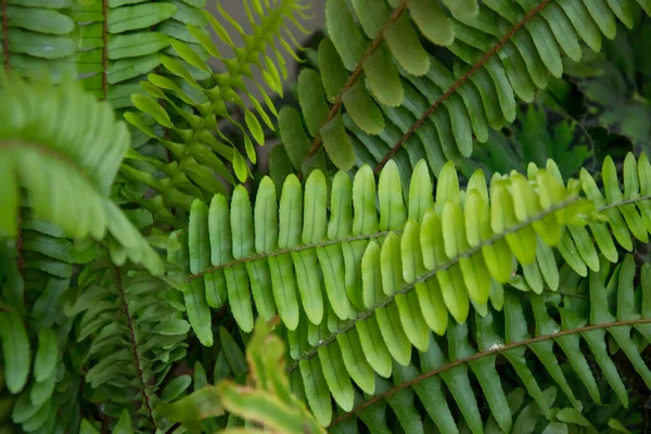Nephrolepis Exaltata Sword Fern Close Foliage Green Leaves Plants Home — Stock Photo, Image