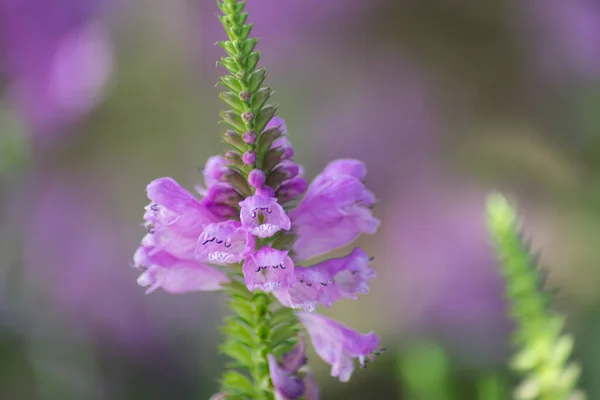 Physostegia Virginiana Planta Obediente Con Pequeñas Flores Brotes Color Rosa — Foto de Stock