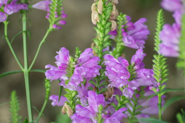 Physostegia Virginiana Planta Obediente Con Pequeñas Flores Brotes Color Rosa — Foto de Stock