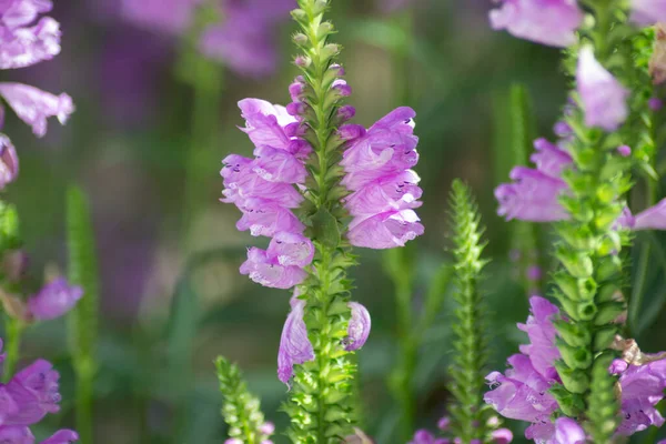 Physostegia Virginiana Planta Obediente Con Pequeñas Flores Brotes Color Rosa — Foto de Stock