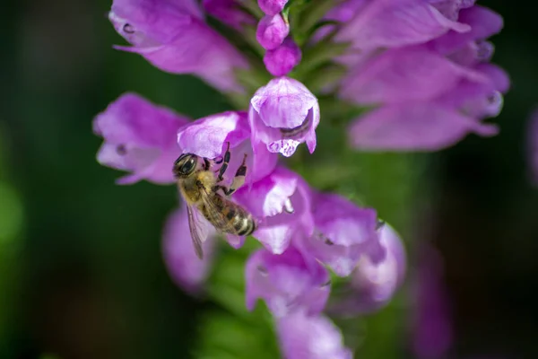 Bee Physostegia Virginiana Obedient Plant Small Pink Flowers Buds Green — Stock Photo, Image