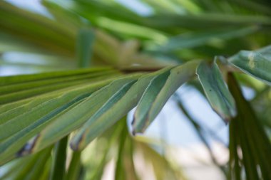 Sabal minor, cüce palmetto olarak bilinir, güzel bir palmiye yaprağı, yeşil arka plan, palmetto gördü. Seçici odaklanma, doğadaki güzellik.