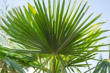 Sabal minor, cüce palmetto olarak bilinir, güzel bir palmiye yaprağı, yeşil arka plan, mavi gökyüzüne karşı palmetto, doğada güzellik