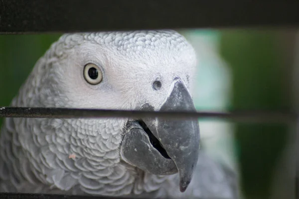 Caged wild animal, African gray parrot at a cage, animal wildlife, pets, domestic parrot