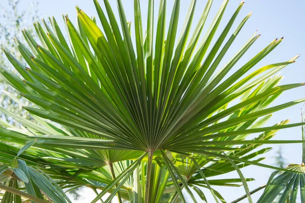 Sabal minor, cüce palmetto olarak bilinir, güzel bir palmiye yaprağı, yeşil arka plan, mavi gökyüzüne karşı palmetto, doğada güzellik