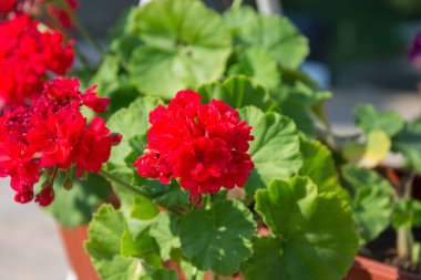 Sardunya, kırmızı çiçekli Pellargonyum çiçekleri, yeşil yapraklar arka plan, ev bitkileri konsepti, bahçe işleri, seçici odak