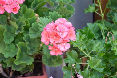 Sardunya, Pembe çiçekli Pelargonium çiçekleri, yeşil yapraklı arka plan, ev bitkileri konsepti, bahçıvanlık, seçici odak