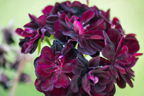 Geranium Pellargonium Kwiaty Pięknymi Ciemnofioletowymi Kwiatami Kwiaty Zielone Liście Tło — Zdjęcie stockowe