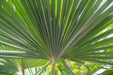 Sabal minor, cüce palmetto olarak bilinir, güzel bir palmiye yaprağı, yeşil arka plan, palmetto gördü. Seçici odaklanma, doğadaki güzellik.