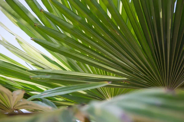 Sabal minor, cüce palmetto olarak bilinir, güzel bir palmiye yaprağı, yeşil arka plan, palmetto gördü. Seçici odaklanma, doğadaki güzellik.