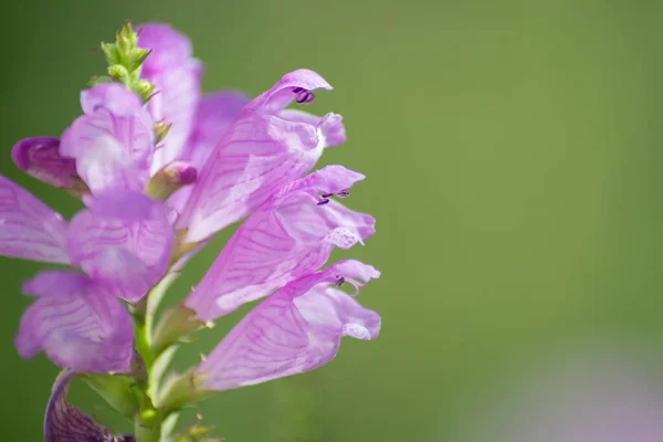 Physostegia Virginiana Planta Obediente Con Pequeñas Flores Brotes Color Rosa — Foto de Stock