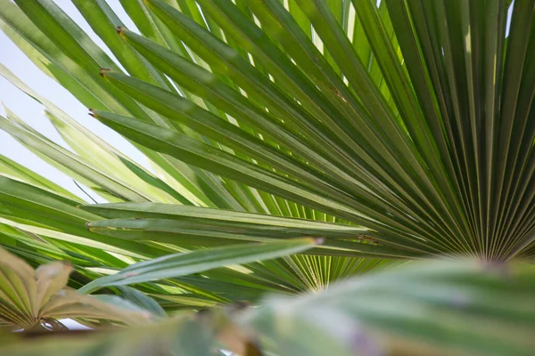 Sabal Minor Bekend Als Dwergpalmetto Prachtig Palmblad Groene Achtergrond Zag — Stockfoto