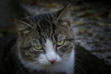 Güzel bir sokak kedisi bankta dinleniyor, evcil hayvan kesiyor, yakın plan portre çiziyor.