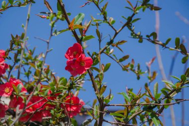 Kırmızı Çiçekli Dikenli Çalı - Mavi gökyüzü arka planı, bahar mevsimi, güzel bahar zamanı, küçük renkli kırmızı çiçekler - Japon Ayva çiçekleri 