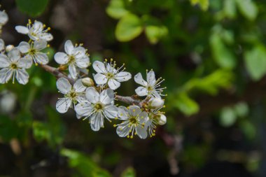Küçük beyaz çiçeklerin, çiçeklerin, gökyüzü arka planının, küçük yeşil yaprakların, bahar mevsiminde bir ağacın dallarının, güzel baharın, bahçeciliğin ve çiftlik ağacının makro fotoğrafını çek.