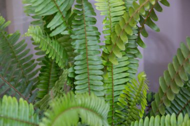Nephrolepis exaltata ya da Kılıç eğreltiotu, yeşile yakın çekim, yeşil yapraklar, evdeki bitkiler, taze yeşil tropikal yapraklar, yeşil bitki duvar kağıdı, doğal arka plan