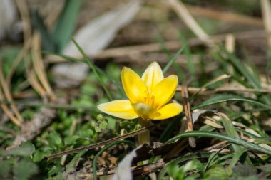 Bahçedeki ilk bahar çiçeği, açık havada açan çiçek, çayırda açan sarı bahar çiçeği, tek çiçek.