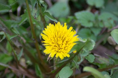 Bahçede güzel sarı karahindiba, yeşil yapraklı çayır, parkta yabani çiçekler, makro fotoğrafçılık.