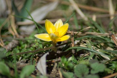 Bahçedeki ilk bahar çiçeği, açık havada açan çiçek, çayırda açan sarı bahar çiçeği, tek çiçek.