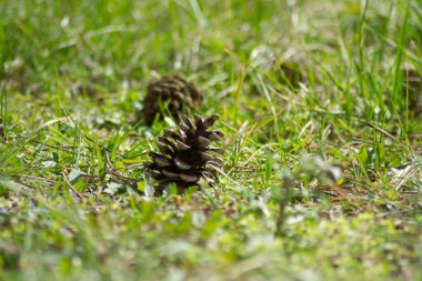 Yerde çam kozalakları, tabiat güzelliği, ilkbahar mevsiminin başlarında, ağaçtan düşmüş kozalaklar.