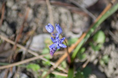 Bahçedeki ilk bahar çiçekleri, Squill, mavi Scilla Bifolia çayır, açık hava, yabani çiçekler