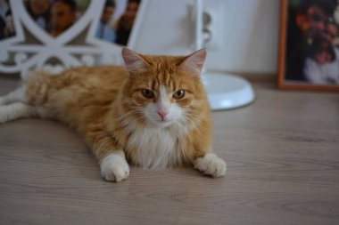 Yumuşak kırmızı kedi yerde yatıyor.