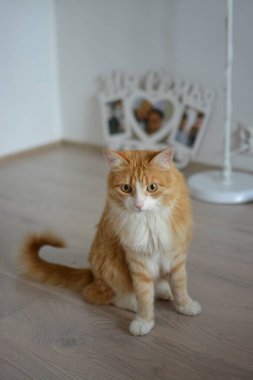 Tüylü kırmızı kedi yerde otururken şaşırmış görünüyor.