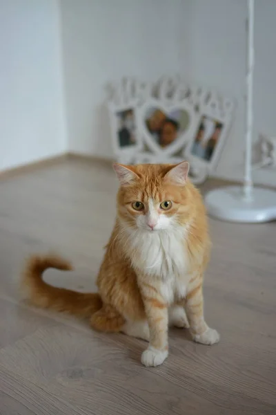 Pluizige Rode Kat Kijkt Verrast Zittend Vloer — Stockfoto