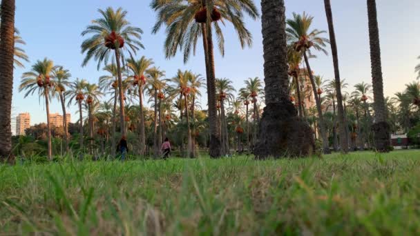 Alexandria Egypten Oktober 2020 Vacker Utsikt Över Montaza Gardens Med — Stockvideo