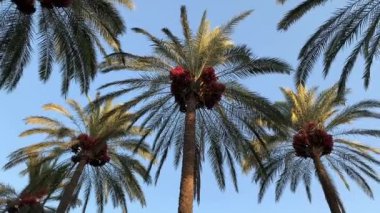 Üzerinde yeşil yapraklar olan ve büyüyen hurma ağaçları. Mavi arka planda hurma ağaçları. Alt görünüm