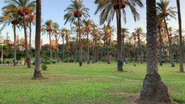 İskenderiye - Mısır - 08 Ekim 2020: İskenderiye 'deki insanlarla Montaza Bahçeleri' nin güzel manzarası. Güneş batmadan önce Mısır 'da Kraliyet Bahçeleri. Avuç içleri açık bir park ve piknik yapan insanlar..