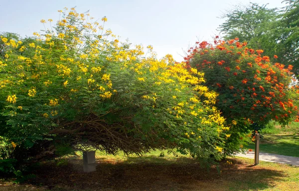 Blooming royal poinciana trees with yellow and red flowers. Flame trees in UAE a park.