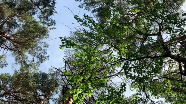 Calma Hermosos Pinos Coronas Fondo Del Cielo Azul Durante Día — Vídeos de Stock