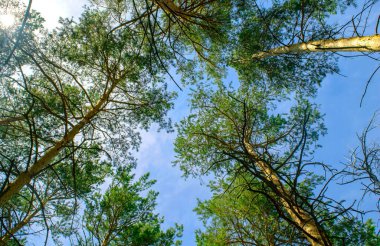Sakin, güzel çam ağaçları gün boyunca mavi gökyüzü arka planında uğulduyor. Kozalaklı orman.