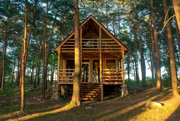 Невеликий дерев'яний будинок посеред красивого соснового лісу в літній час. Хвойний ліс . Стокова Картинка