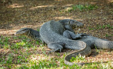parkta yürüyüş varanus salvator
