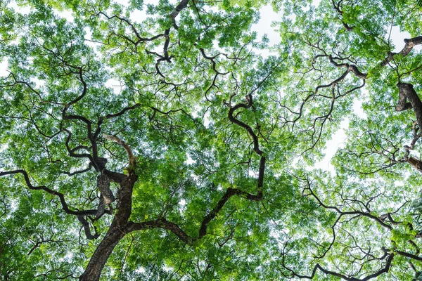Hojas verdes y ramas de fondo — Foto de Stock