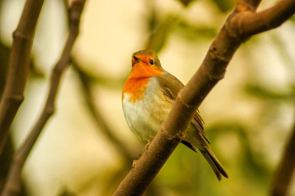 Pinzón Rojo Ruiseñor Granada Erithacus Rubecula Una Especie Ave Paseriforme — Foto de Stock