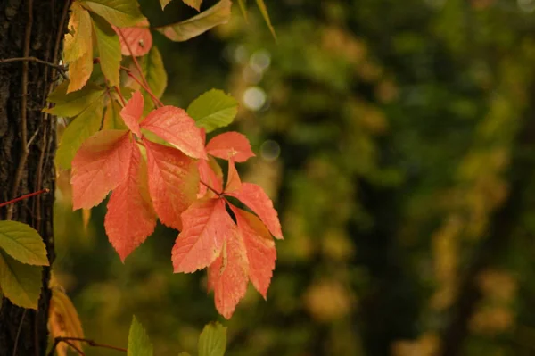 Cores Outono Folhas Perto — Fotografia de Stock